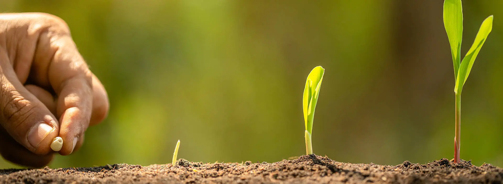 Farmer's hand planting corn seeds in soil