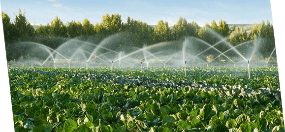 Sprinkler systems in a vegetable farm