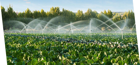 Sprinkler systems in a vegetable farm